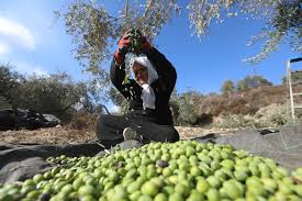 بدأ موسم قطف الزيتون بفلسطين