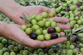 بدأ موسم قطف الزيتون بفلسطين