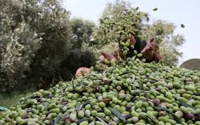 بدأ موسم قطف الزيتون بفلسطين