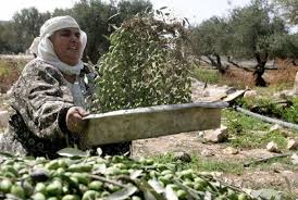 بدأ موسم قطف الزيتون بفلسطين