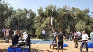 بدأ موسم قطف الزيتون بفلسطين