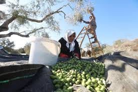 بدأ موسم قطف الزيتون بفلسطين