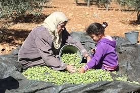 بدأ موسم قطف الزيتون بفلسطين